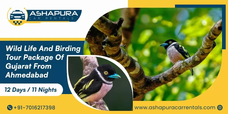 Wild Life And Birding Tour Package Of Gujarat From Ahmedabad